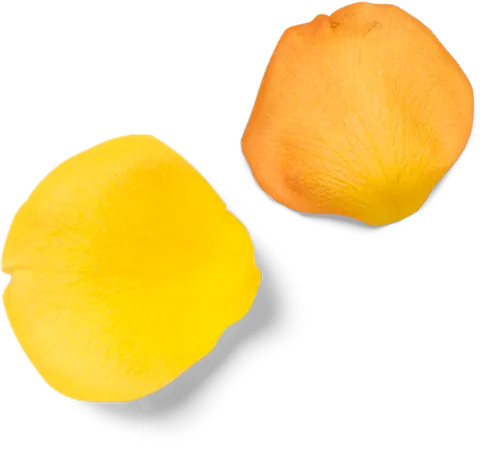 petalos amarillos