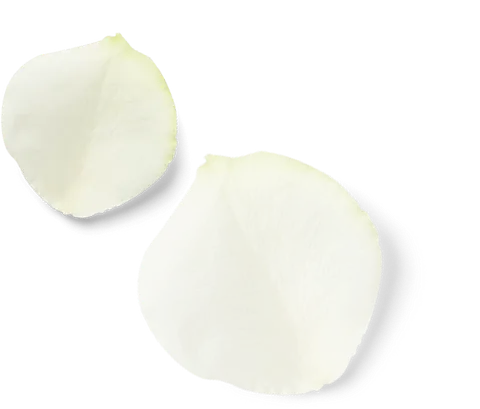 petalos blancos