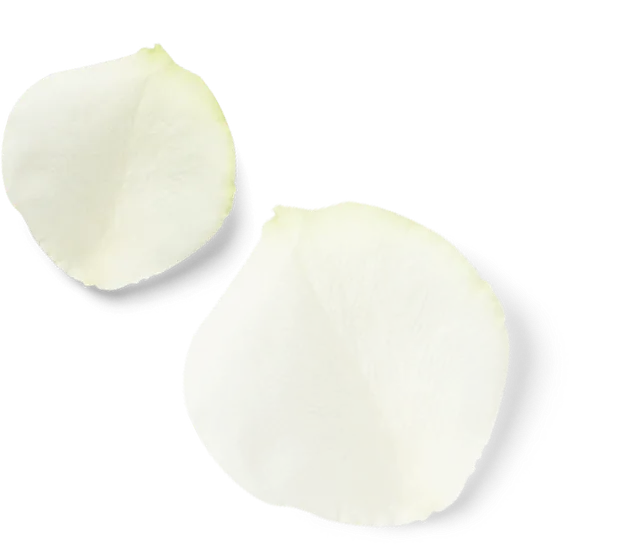 petalos blancos